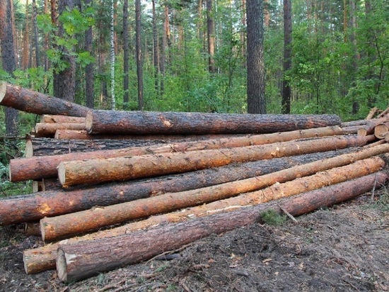 Алтайские депутаты урезали объем выделяемой бесплатной древесины для населения