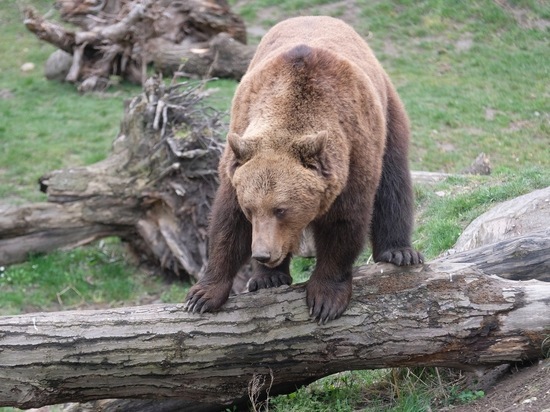 В Сочи медведица свалилась с опорный стены и разбилась насмерть