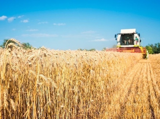 Аграрии Красноярского края собрали более 3 млн тонн зерна