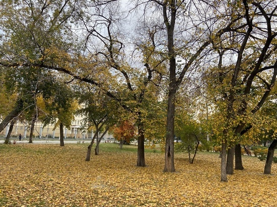 Зеленая комиссия запретила сносить деревья в центре Омска