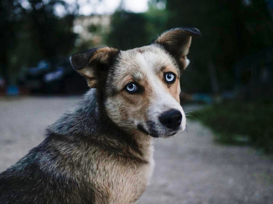 Глава Черновского района Читы оценил проблему бродячих собак