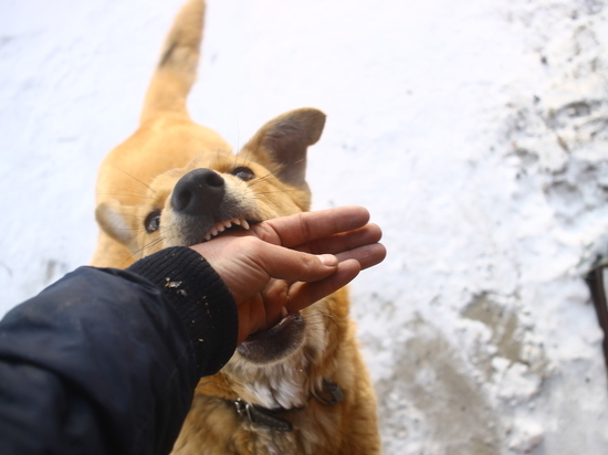 В Улан-Удэ сбежавшая со двора собака покусала трёх женщин