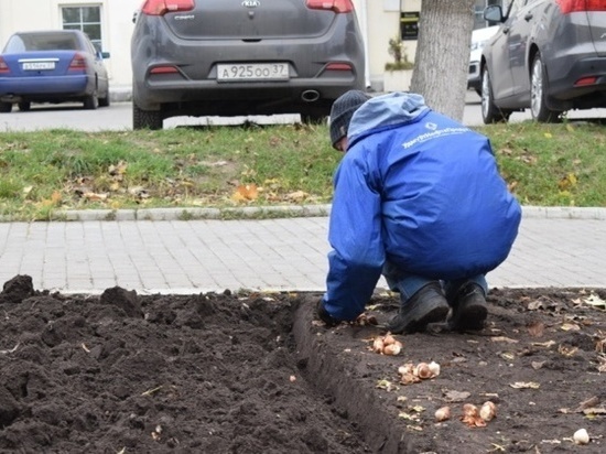 В Иванове высадят свыше 80 тысяч тюльпанов