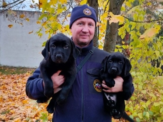 Два щенка лабрадора из Ногинска стали спасателями в Благовещенске