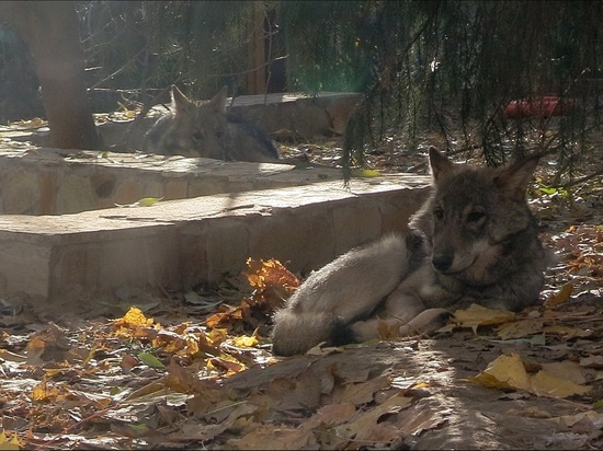 Волчата Мрак и Сумрак переехали в новый вольер в Ленинградском зоопарке