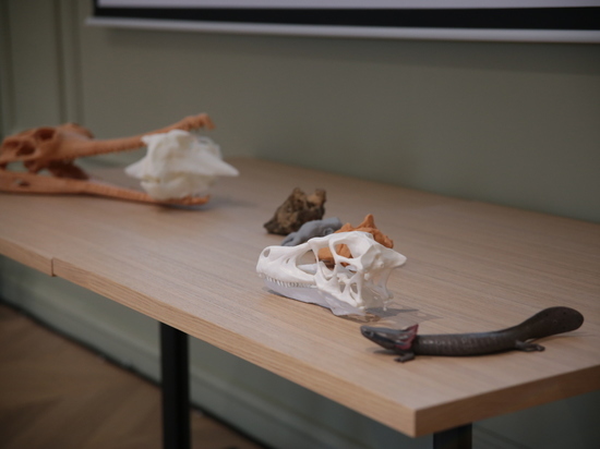Палеонтологи из Петербурга раскопали древнейший скелет саламандры