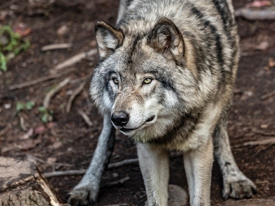 Охотники получили 500 разрешений на добычу волка в Карелии
