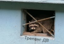 Как сообщил телеграм-канал «Трепанг ДВ» во Владивостоке местные жители всеми силами поддерживают енота, от которого отказались хозяева