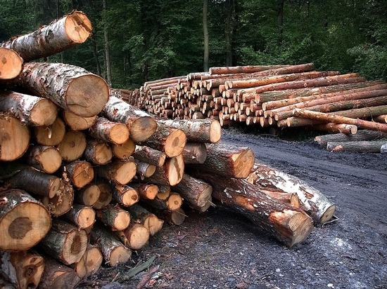 В Башкирии экс-начальник лесхоза попался на незаконной рубке деревьев