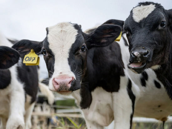 Сбалансиыйрованное питание коров и увеличение поголовья повысило производство молока в ЯНАО
