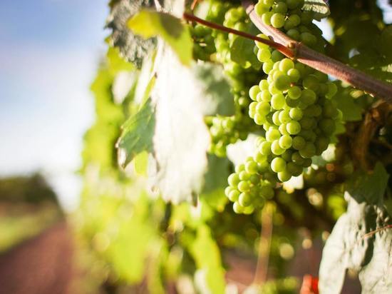 Минсельхоз: в Крыму урожай винограда обещает быть на уровне прошлого года