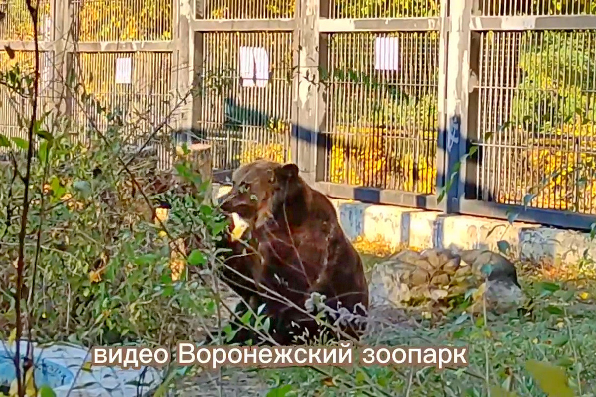 Воронежские медведи Умка и Маша нагуляли жир перед зимней спячкой: рацион  хищника в зоопарке - МК Воронеж