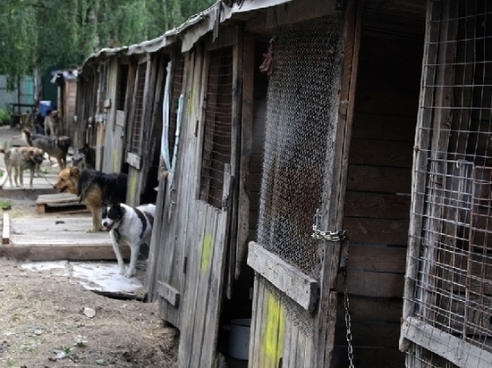 Волонтеры ивановского приюта для животных просят помощи с теплыми вольерами