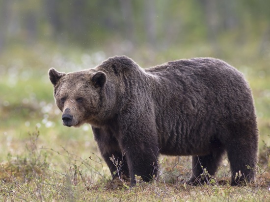 Медведь размером с УАЗик держит в страхе жителей Инги