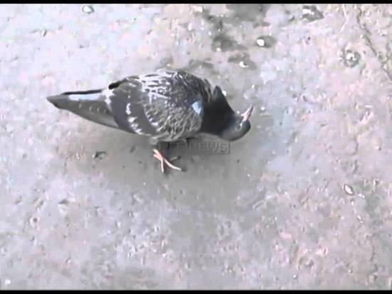 В Роспотребнадзоре предупредили о вирусе, превращающем голубей в зомби