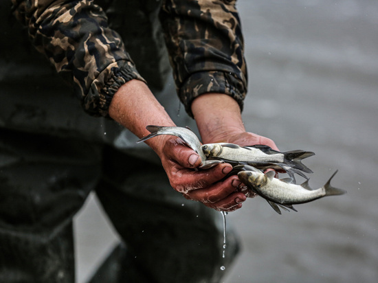 В реку Воронеж в Липецке выпустили более полмиллиона рыб