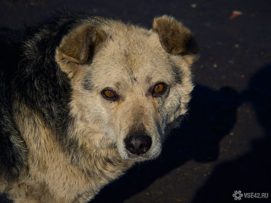 Проникшие на территорию дома престарелых бродячие собаки обеспокоили кемеровчан