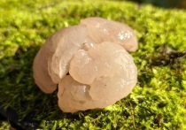 Наш земляк нашёл необычный гриб, внешне похожий на маленький мозг