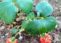 Учащиеся школы в Коашве применили на практике знания, полученные на уроках природоведения и ботаники, и вырастили клубнику в теплице.