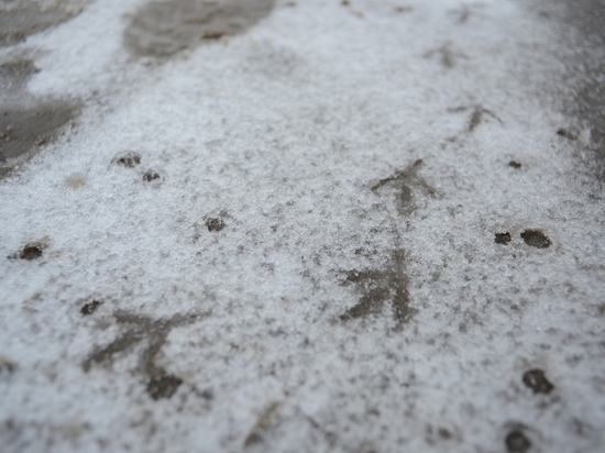 Снежный покров может установиться в Екатеринбурге к завтрашнему утру