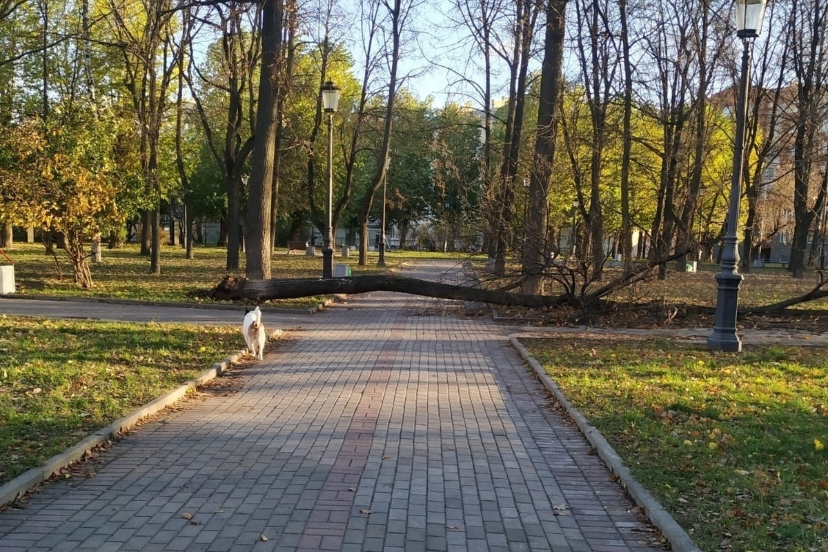 Парки закрыты. Сквер спасателей СПБ. СПБ место посвященное Южному парку. Некрасовский сад в Санкт-Петербурге на карте.