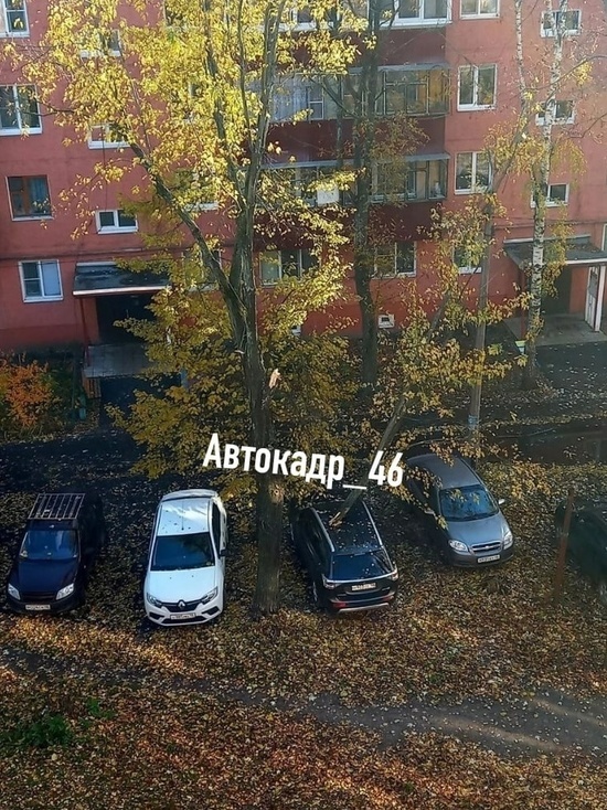 В Сеймском округе Курска на автомобиль рухнуло дерево