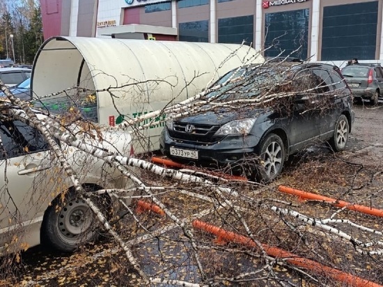 Пострадавшие от падения дерева дети в Обнинске получили серьезные травмы