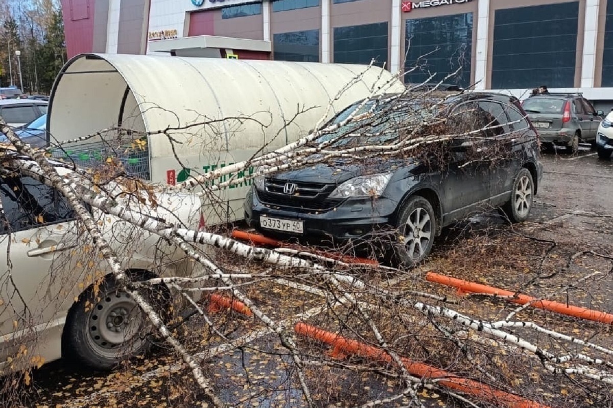 Последние новости октября. Упавшее дерево. Дерево упало на машину Обнинск. Упавшее дерево Лесной городок октябрь 2022.