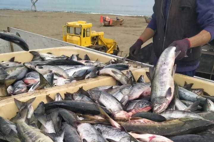 Где Купить Свежую Рыбу В Выборге