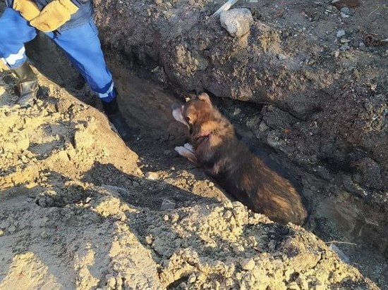 В Кировске спасатели вызволили застрявшую под трубой собаку