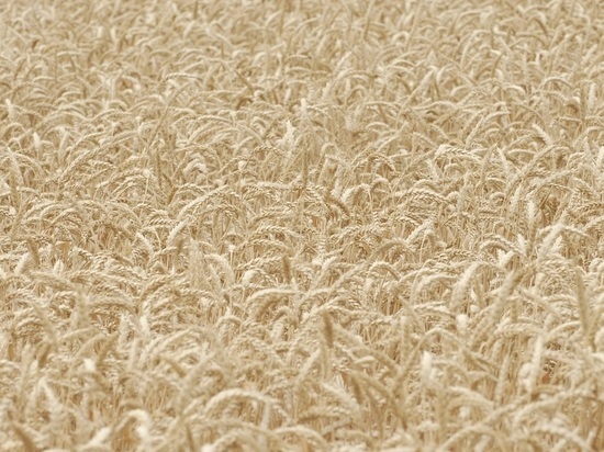На фоне выхода России из зерновой сделки пшеница подорожала на 8%
