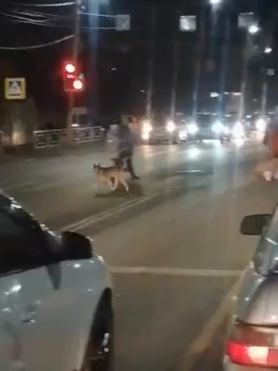 В Твери даже собаки соблюдают правила дорожного движения. видео