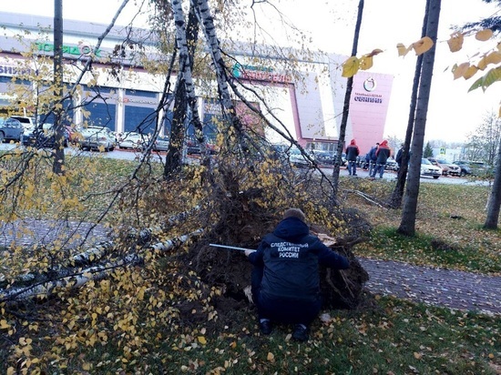 Следователи раскрыли детали происшествия с падением дерева на детей в Обнинске