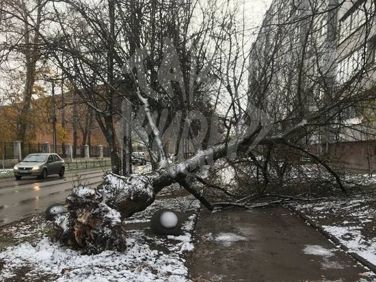 В Туле на улице Агеева из-за ветра упало дерево
