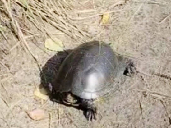Рядом с брянским мусорным полигоном живёт черепаха