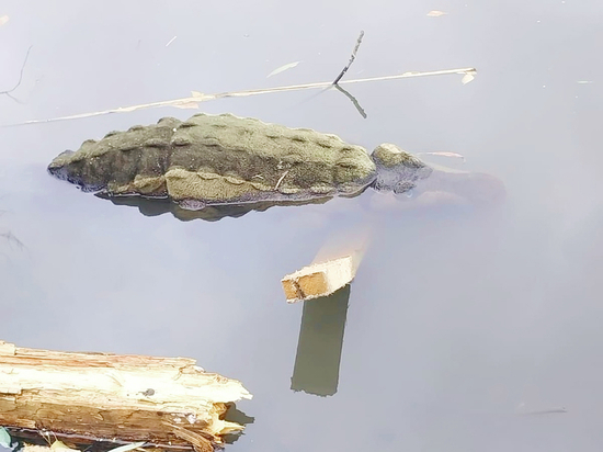 Жители Королева были ошарашены крокодилом, плавающим в Клязьме