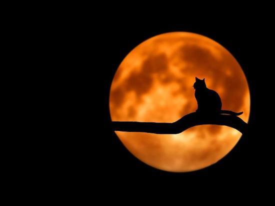 Запреты по Лунному календарю: что небо не советует делать в ноябре