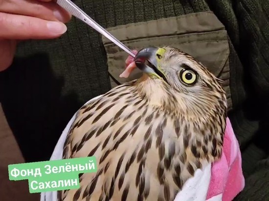 На Сахалине спасли ястреба-тетеревятника