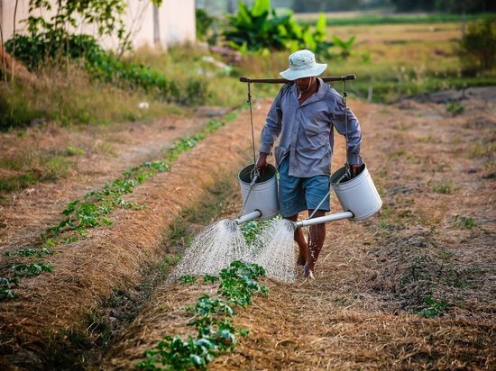 Мобилизованным фермерам Бурятии дают отсрочку по отчётам за субсидии