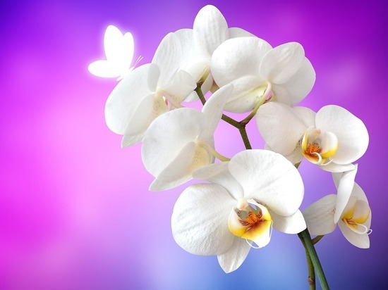 Достаточно несколько капель молока: как заставить орхидею пышно цвести весь год