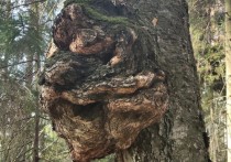 В лесах Подмосковья обнаружили необычайно крупные сувели или наросты на стволах деревьев