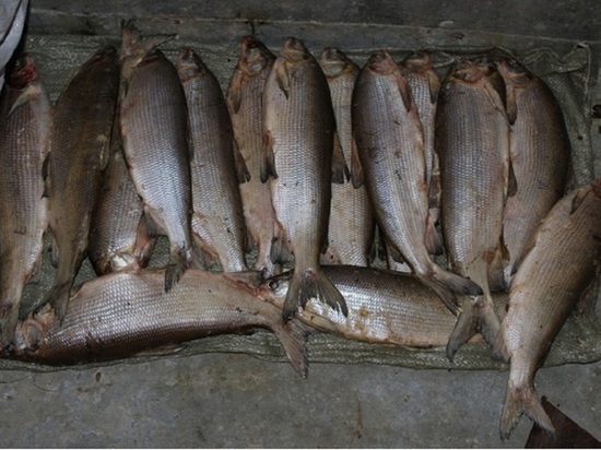 Браконьеров из разных регионов РФ осудят за вылов ценной рыбы на Ямале