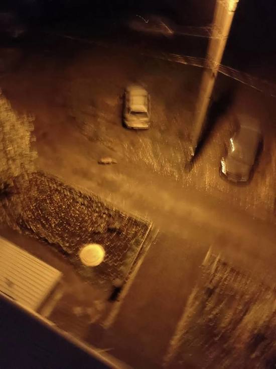 Пензенцы увидели дикую лису на улице города