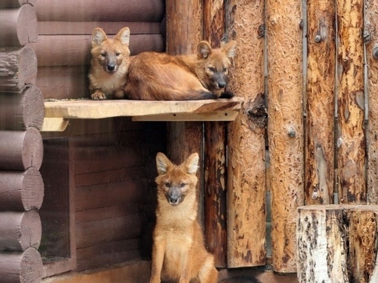 В нижегородском зоопарке «Лимпопо» выбрали имена для красных волков