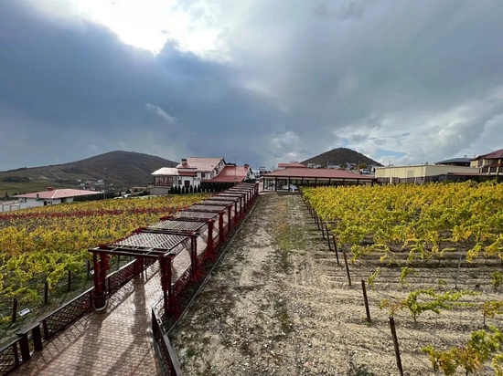 В Национальный винный маршрут Кубани вошли 20 виноделен региона