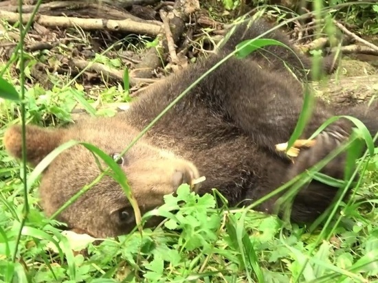 В Центре спасения Тверской области рассказали про «диету» медвежат