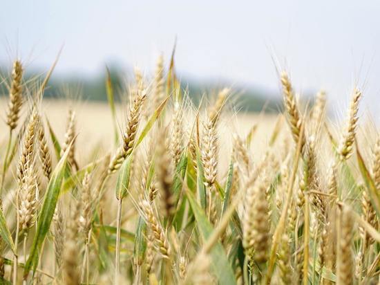Аграрии ДНР перевыполнили план по сбору зерновых и бобовых