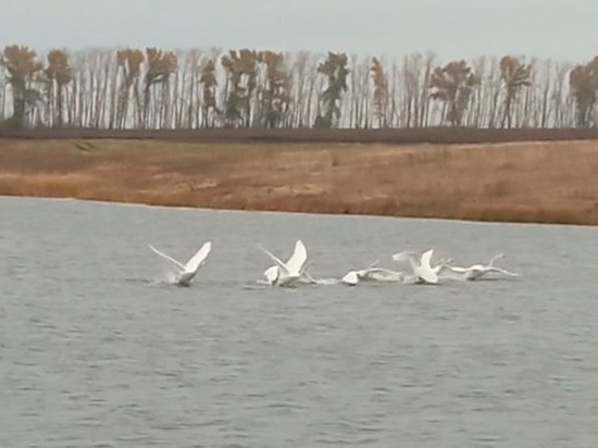 В Тамбовской области заметили белых лебедей