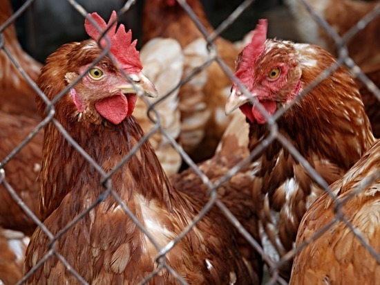 Птичий грипп нашли на птицефабрике «Островная» на Сахалине