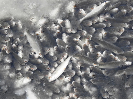 Минприроды Чувашии предложило мэрии Чебоксар меры по сохранению рыбы в заливе